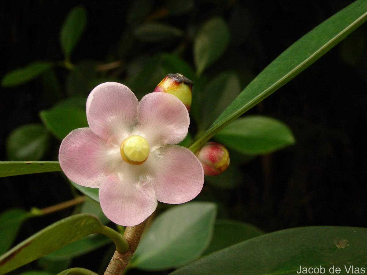 Clusia rosea Jacq.